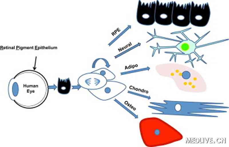 ����Ĥɫ����Ƥ��֯ϸ���ֻ�����ͼ