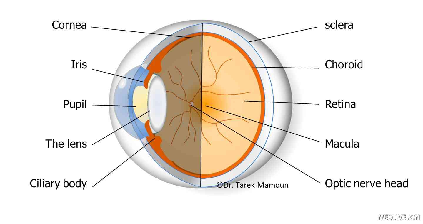 �۲��ṹ��ͼ��ҽ��ͨ��ͼ��