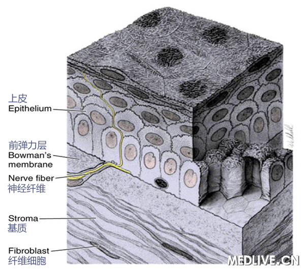 ҽ��ͨ��ͼ����Ĥ ���ʽṹ