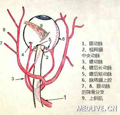 ҽ��ͨ��ͼ���۶���