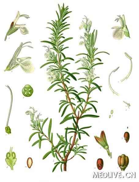 IOVS����ҩ�Ե���ɷֶ�����Ĥ���б�������