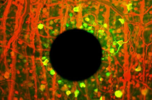 ��������Ĥ��ä�������ļ��ı任