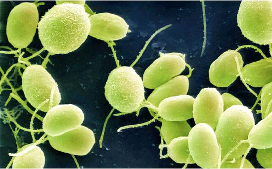 ��ѧ�������嵰�׻ָ�ä������ ����FDA����׼��չ�ٴ��о�