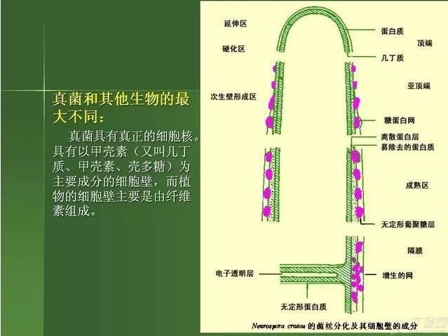 ����������Խ�Ĥ�׵ĸ��廯�ۺ����� ���ϣ�