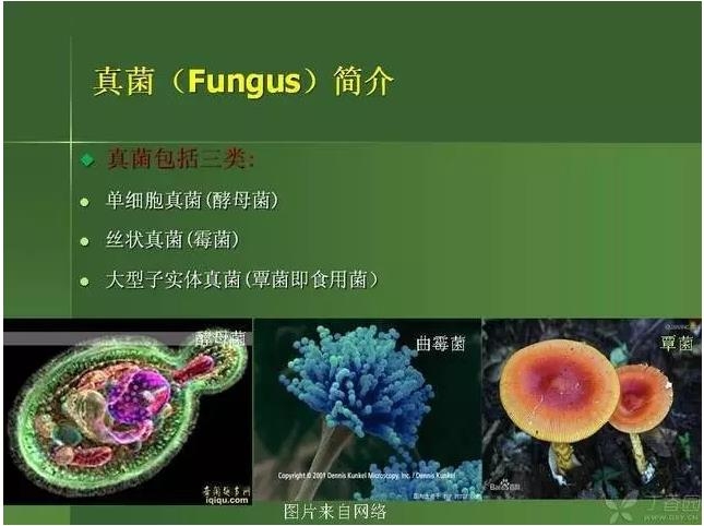 ����������Խ�Ĥ�׵ĸ��廯�ۺ����� ���ϣ�