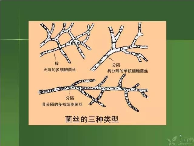 ����������Խ�Ĥ�׵ĸ��廯�ۺ����� ���ϣ�