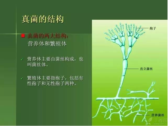 ����������Խ�Ĥ�׵ĸ��廯�ۺ����� ���ϣ�