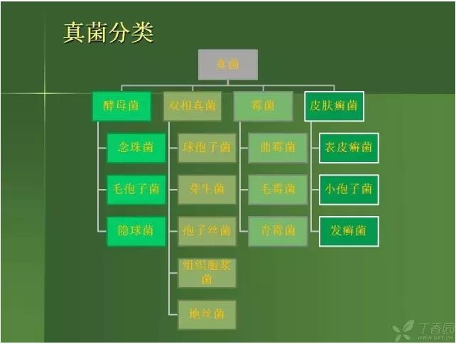 ����������Խ�Ĥ�׵ĸ��廯�ۺ����� ���ϣ�