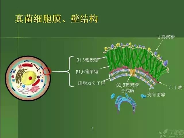 ����������Խ�Ĥ�׵ĸ��廯�ۺ����� ���ϣ�