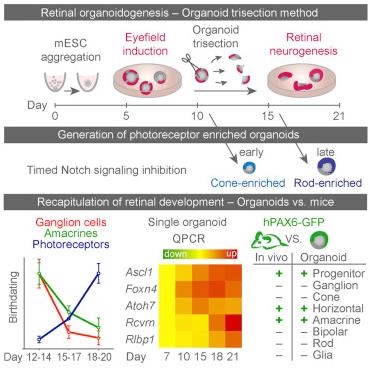Cell�ӿ������ö����Ը�ϸ��������ά΢������Ĥ