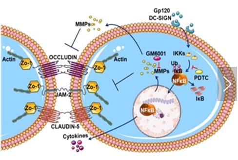 ��ѧ�ҽ�ʾHIV-1�ƻ�Ѫ-����Ĥ���ϵķ��ӻ���