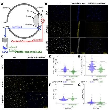 Biophys J��ϸ�������Կ�Ԥ���˽�Ĥ��ֲ�ɹ���