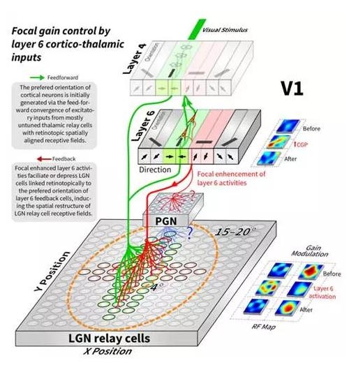 �Ϻ�����Ժ��ʾ��Ƥ������з���ѡ���Եص��� �����Ե���Ƥ����Ӿ���Ϣ����