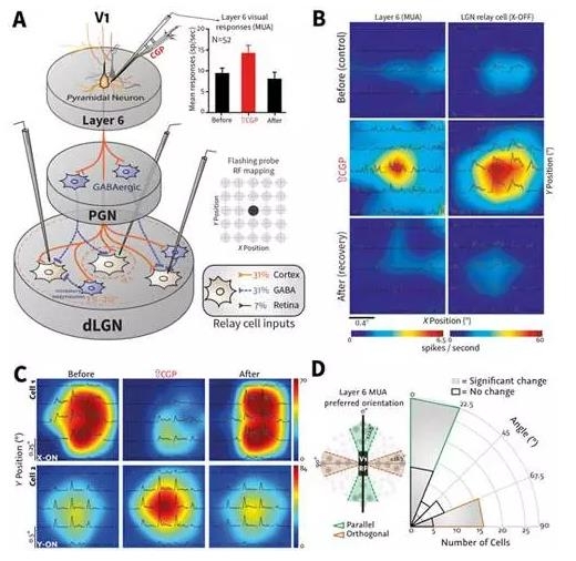 �Ϻ�����Ժ��ʾ��Ƥ������з���ѡ���Եص��� �����Ե���Ƥ����Ӿ���Ϣ����