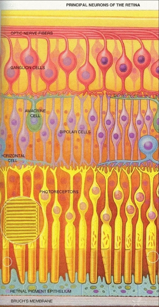 ����Ĥ���֪ʶѧϰ������ͼƬ����