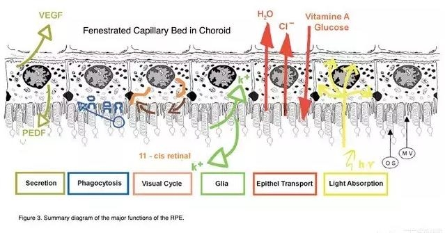 ����Ĥ���֪ʶѧϰ������ͼƬ����