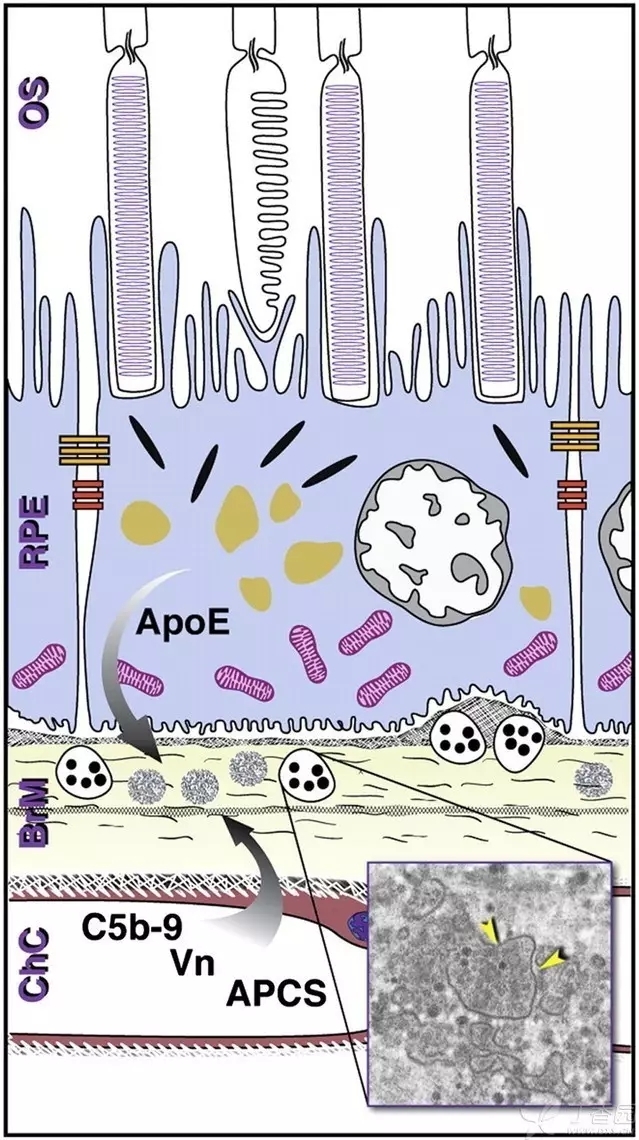 ����Ĥ���֪ʶѧϰ������ͼƬ����