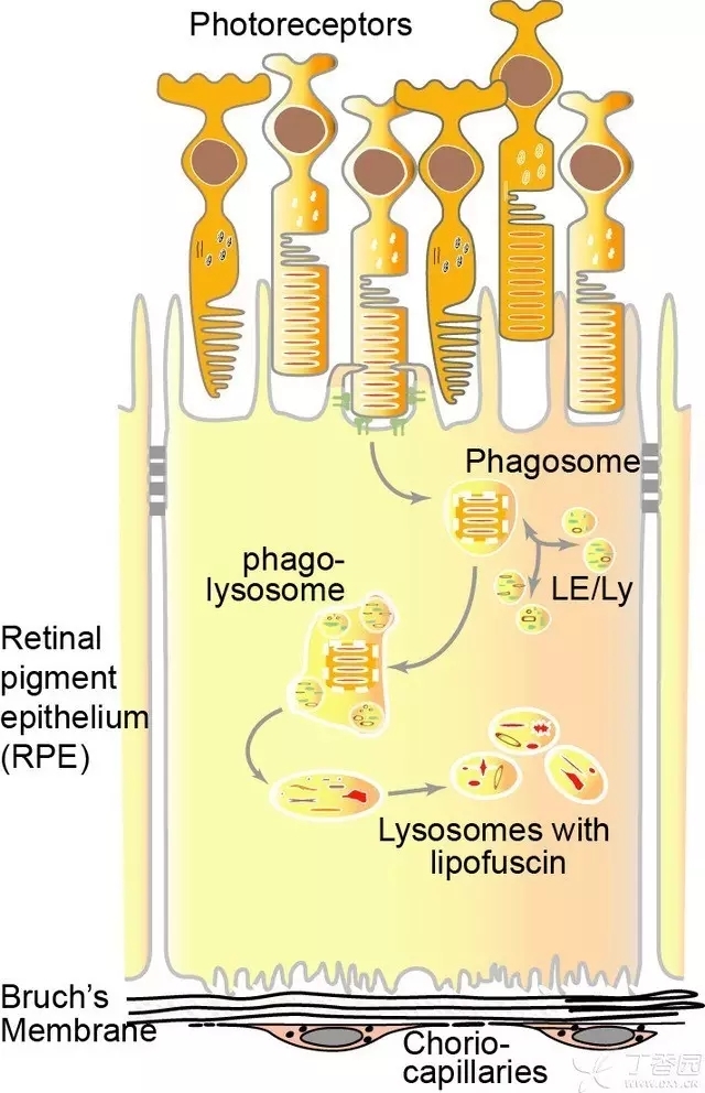 ����Ĥ���֪ʶѧϰ������ͼƬ����