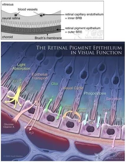 ����Ĥ���֪ʶѧϰ������ͼƬ����