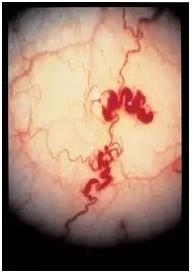 ����Ĥ���֪ʶѧϰ������ͼƬ����